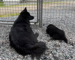 Deux Chien Finnois de Laponie allongés sur des gravillons
