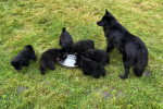 Sept Chien Finnois de Laponie s'apprêtant à manger 