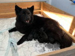Un Chien Finnois de Laponie allongé sur un lit
