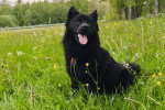 Un Chien Finnois de Laponie allongé sur une surface herbacée