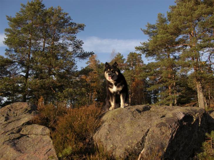 Kira - Chien Finnois de Laponie Femelle (2 ans)