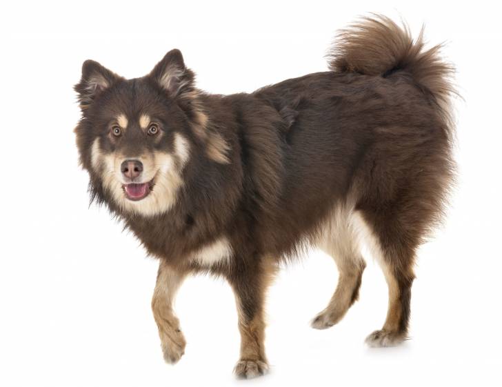 Photo Chien Finnois de Laponie