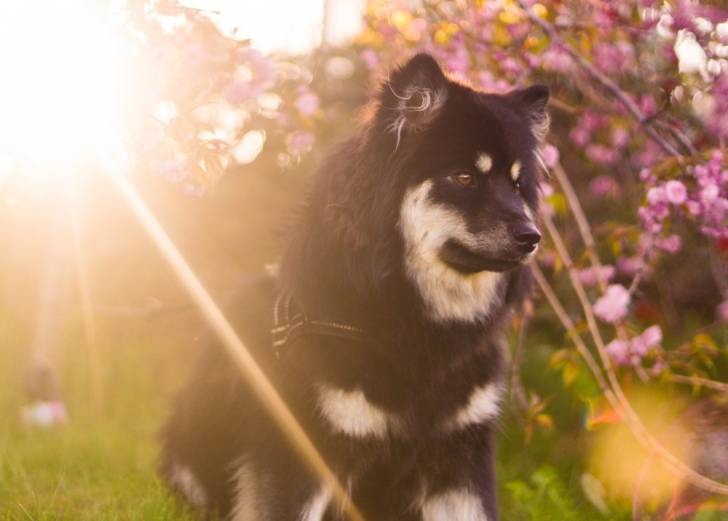 Photo Chien Finnois de Laponie
