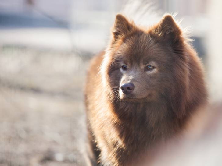 Photo Chien Finnois de Laponie