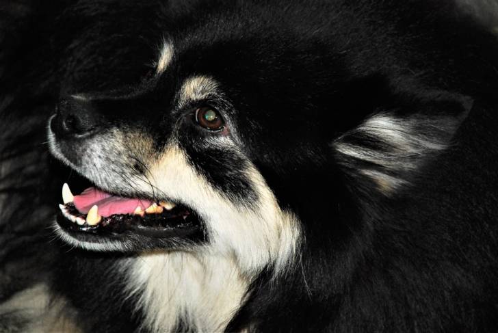 Photo Chien Finnois de Laponie