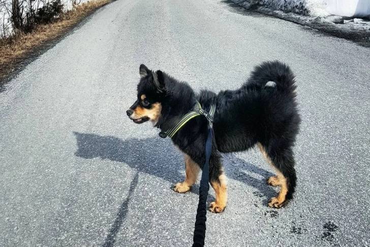 Un Chien Finnois de Laponie tenu en laisse sur une voie