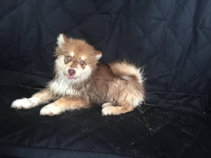 Un Chien Finnois de Laponie allongé sur un canapé