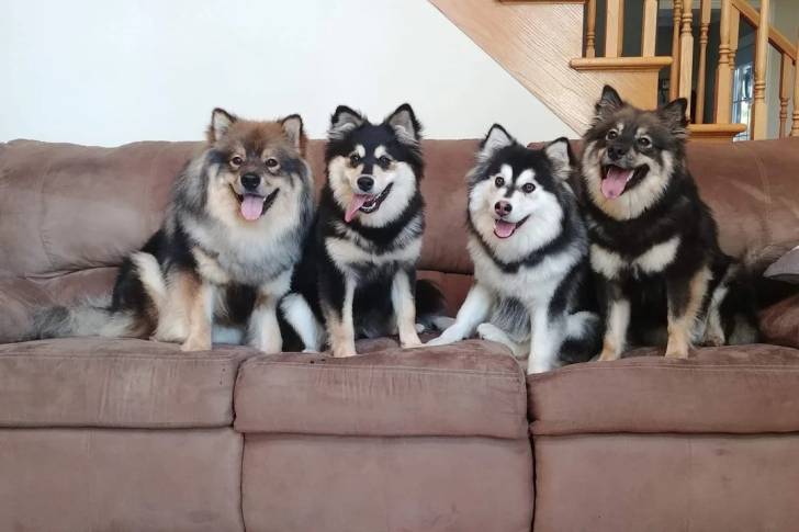 Quatre Chien Finnois de Laponie assis sur un canapé
