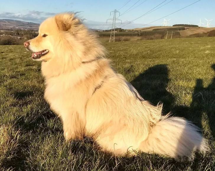 Un Chien Finnois de Laponie assis sur un terrain herbeux