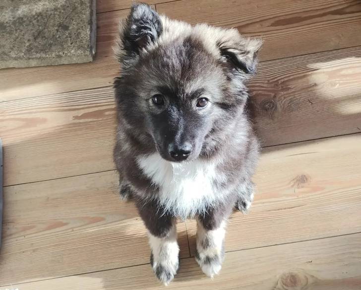 Un Chien Finnois de Laponie assis sur un plancher en bois
