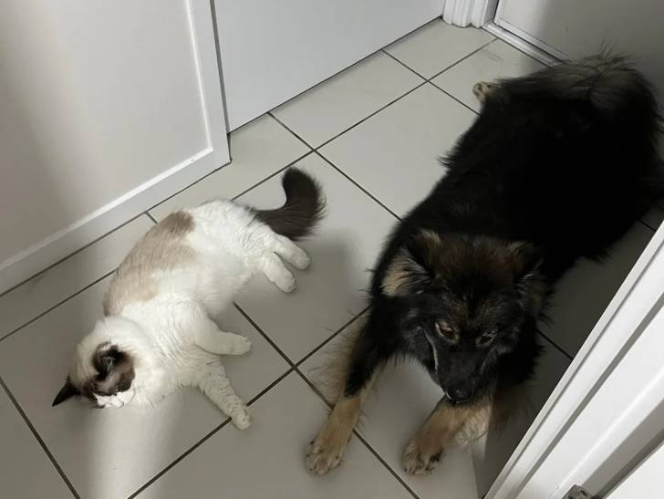 Un Chien Finnois de Laponie allongé à côté d'un chat