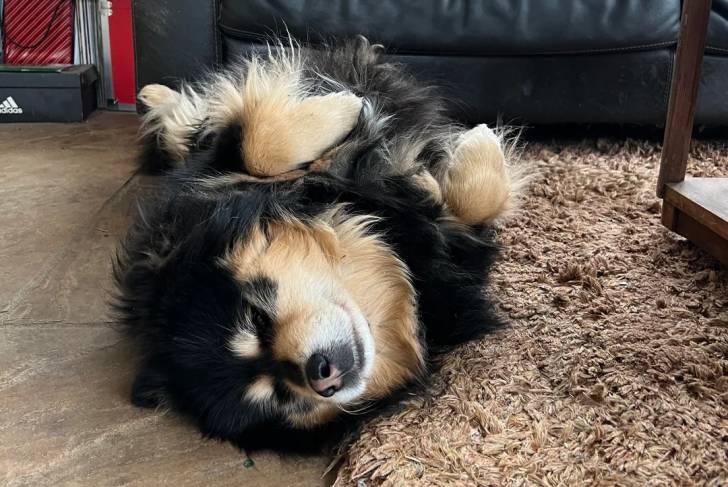 Un Chien Finnois de Laponie allongé de dos sur un tapis