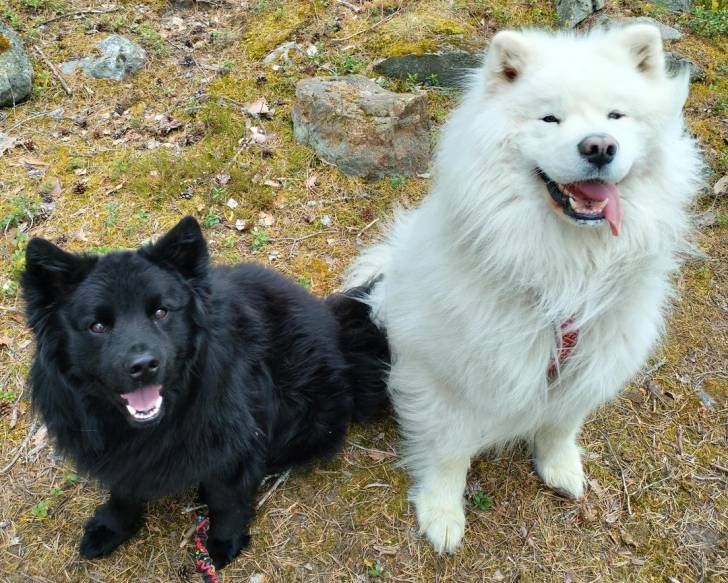 Deux Chien Finnois de Laponie assis sur un terrain herbeux
