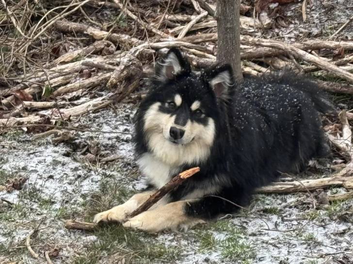 Un Chien Finnois de Laponie allongé près d'un arbre 