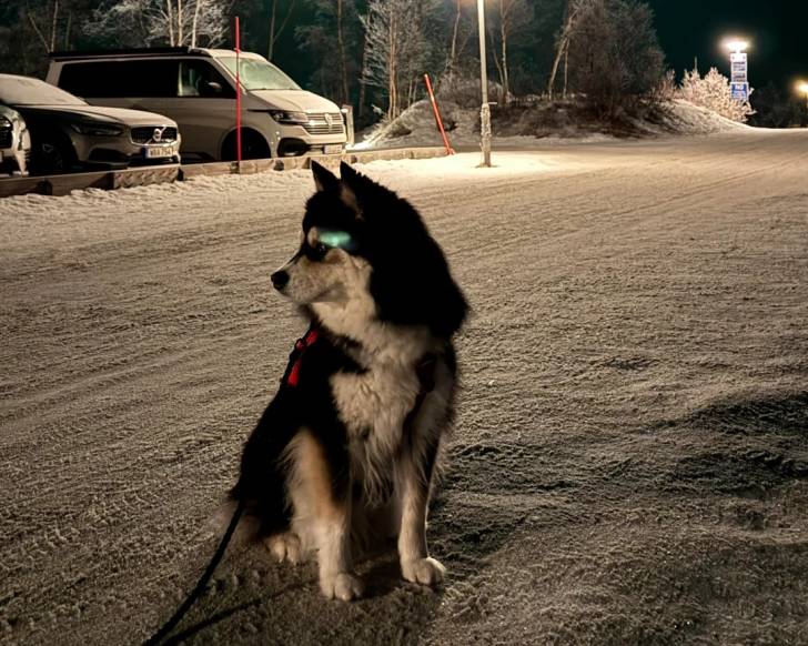 Un Chien Finnois de Laponie assis sur une surface sableuse
