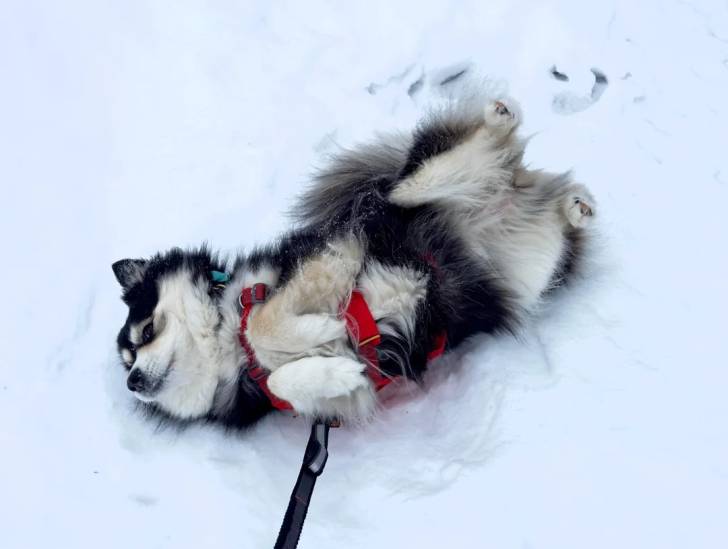 Un Chien Finnois de Laponie allongé de dos sur une surface enneigée 
