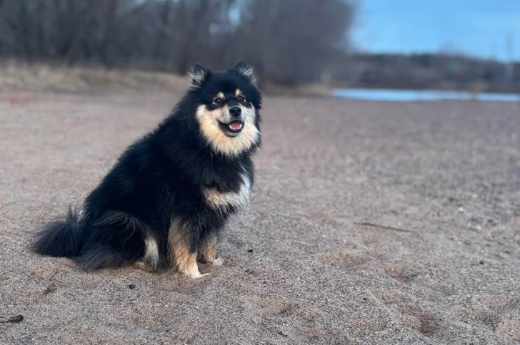 Un Chien Finnois de Laponie assis sur une surface sableuse