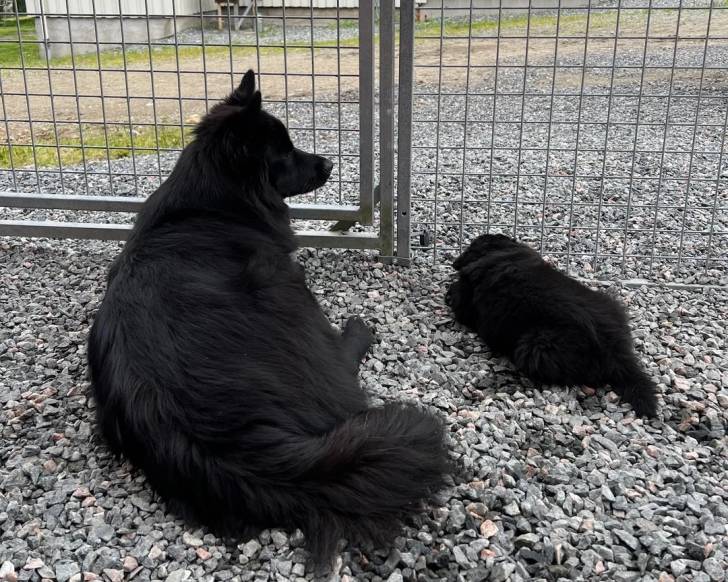 Deux Chien Finnois de Laponie allongés sur des gravillons