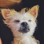 Photo en gros plan  du visage d'un Malti-pug  qui semble dormir avec les yeux fermés