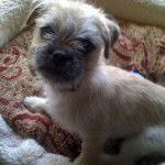 Un Malti-pug assis sur un lit pour chien et regardant la caméra