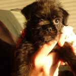 Un Malti-pug noir tenu dans les mains de quelqu’un