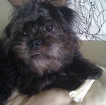 Photo d'un Malti-pug noir à poil long couché sur un coussin beige