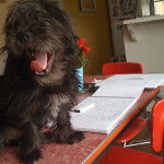 Un Malti-pug noir assis sur une table rouge dans un bureau à domicile