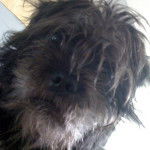 Photo en gros plan d’un Malti-pug avec des poils longs et ébouriffés