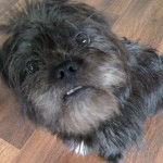 Photo prise de haut d'un Malti-pug noir couché sur un plancher en bois