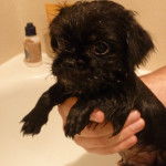 Un Malti-pug noir  noir tenu dans la main d’une personne au-dessus d’un évier blanc