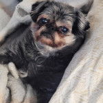 Photo d'un Malti-Pug qui dort sur un lit