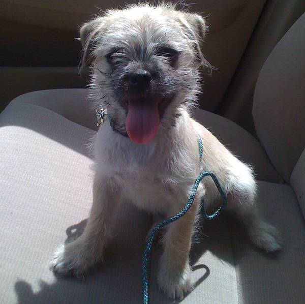 Un Malti-pug tenu en laisse et assis sur le siège passager d’une voiture