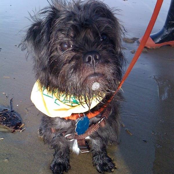 Un Malti-pug noir debout à quatre pattes sur une plage en regardant directement la caméra