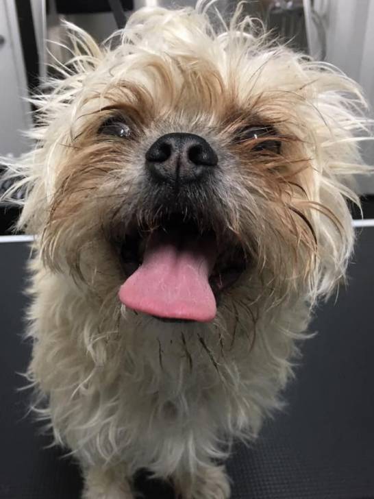 Photo en gros plan du visage d'un Malti-pug avec sa langue sortie