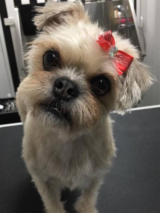 Un Malti-pug debout sur un sol noir avec un collier rouge autour du cou