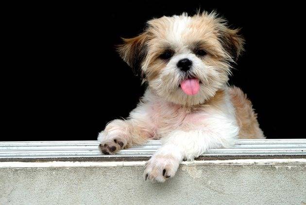 Photo de face d'un Malti-Pug qui repose ses pattes sur un rebord de fenêtre en béton