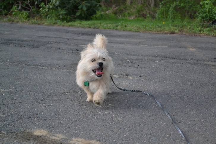 Un Malti-pug tenu en laisse et marchant sur une route en asphalte