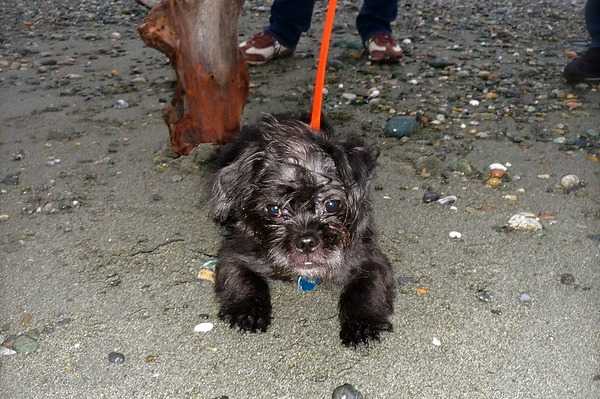 Un Malti-pug noir tenu en laisse et debout à quatre pattes sur une plage
