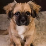 Un Pom-a-Pug assis sur une couverture blanche et pelucheuse