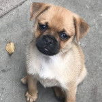 Photos prise de hauts d'un Pom-a-Pug assis sur un trottoir gris