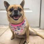 Un Pom-a-Pug portant un bandana et assis sur un sol carrelé