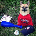Un Pom-a-Pug portant un maillot de baseball et une casquette est assis sur une zone herbeuse