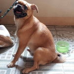 Un Pom-a-Pug assis sur un sol carrelé