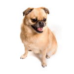 Photo d'un Pom-a-Pug assis sur un fond blanc