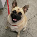 Photo prise d'un Pom-a-Pug assis sur un sol en béton avec des fissures