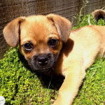 Photo d'un Pom-a-Pug allongé sur un lit de trèfles