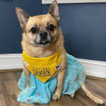 Un Pom-a-Pug assis sur un sol en bois et portant un bandana jaune