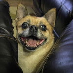 Un Pom-a-Pug regardant vers l’appareil photo avec ses oreilles dressées