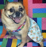 Un Pom-a-Pug portant une robe à motifs et assis sur une couverture colorée