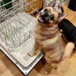 Photo d'un Pom-a-Pug debout sur ses pattes arrière avec ses pattes avant sur la porte ouverte d’un l
